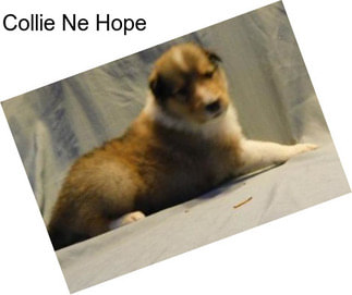 Collie Ne Hope