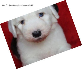 Old English Sheepdog January-hold