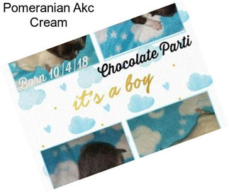 Pomeranian Akc Cream