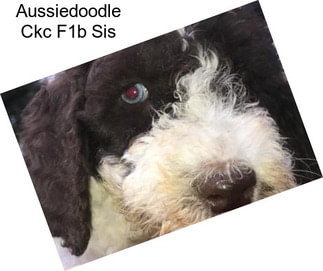 Aussiedoodle Ckc F1b Sis