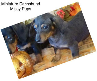 Miniature Dachshund Missy Pups