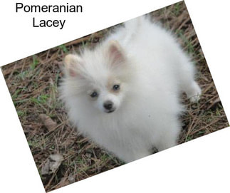 Pomeranian Lacey