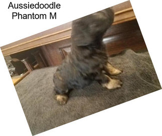 Aussiedoodle Phantom M