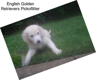 English Golden Retrievers Pickoflitter