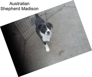 Australian Shepherd Madison