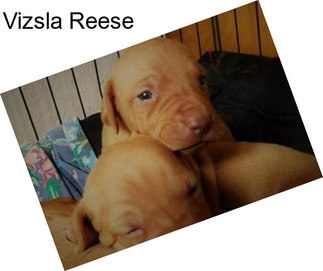 Vizsla Reese