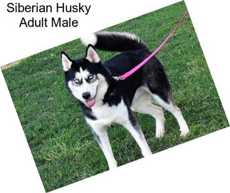 Siberian Husky Adult Male