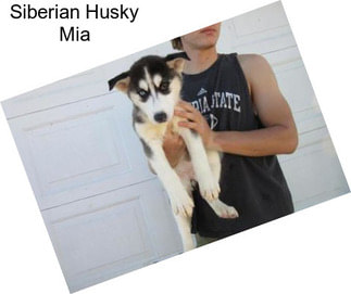 Siberian Husky Mia