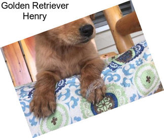 Golden Retriever Henry