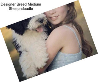 Designer Breed Medium Sheepadoodle