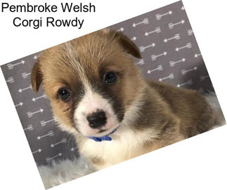 Pembroke Welsh Corgi Rowdy