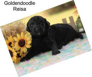 Goldendoodle Reisa