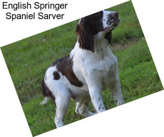 English Springer Spaniel Sarver