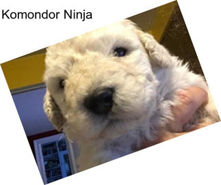 Komondor Ninja