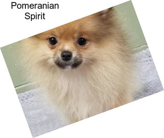 Pomeranian Spirit