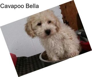 Cavapoo Bella