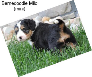 Bernedoodle Milo (mini)