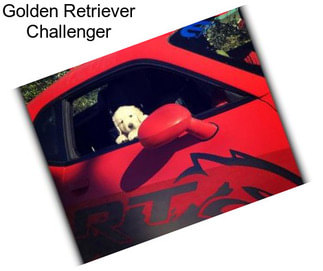 Golden Retriever Challenger