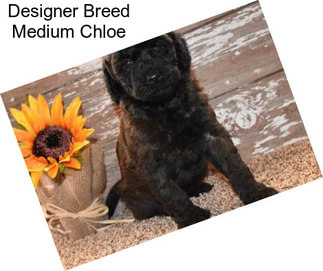 Designer Breed Medium Chloe