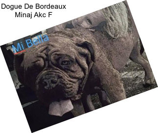 Dogue De Bordeaux Minaj Akc F