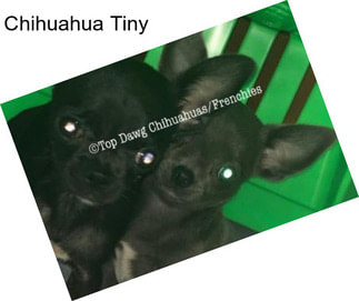 Chihuahua Tiny