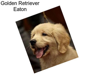 Golden Retriever Eaton