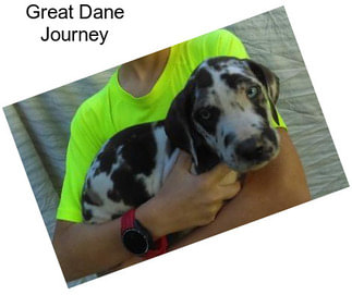 Great Dane Journey