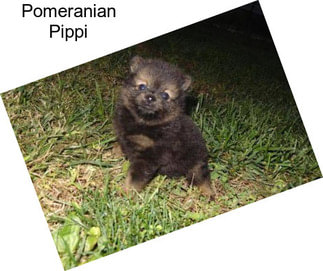 Pomeranian Pippi