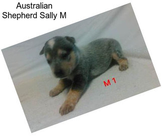 Australian Shepherd Sally M