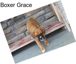 Boxer Grace