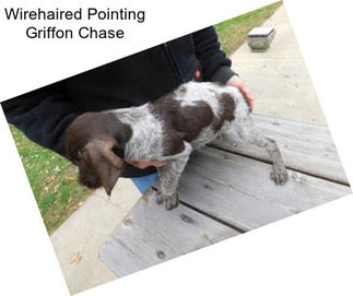 Wirehaired Pointing Griffon Chase