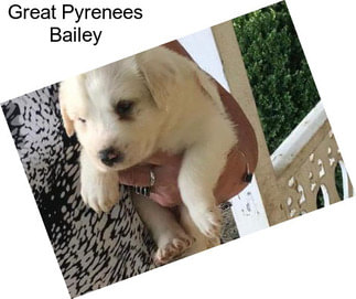 Great Pyrenees Bailey