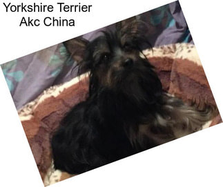 Yorkshire Terrier Akc China