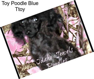 Toy Poodle Blue Ttoy