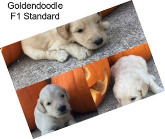 Goldendoodle F1 Standard