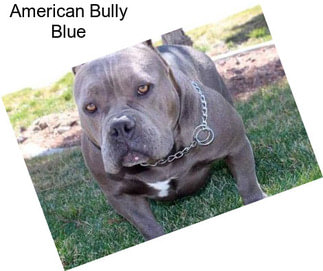 American Bully Blue