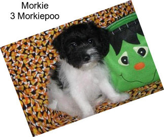 Morkie 3 Morkiepoo