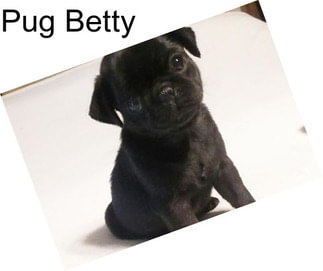 Pug Betty