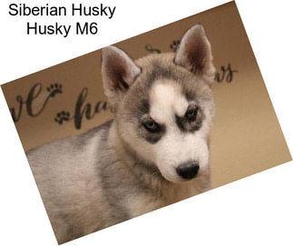 Siberian Husky Husky M6