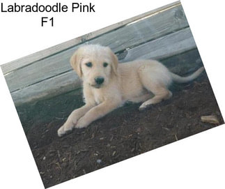 Labradoodle Pink F1