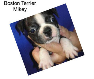 Boston Terrier Mikey