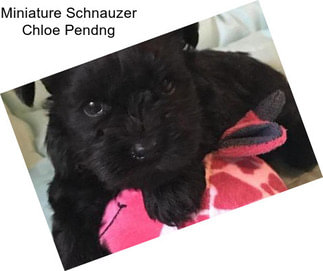 Miniature Schnauzer Chloe Pendng