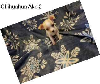 Chihuahua Akc 2