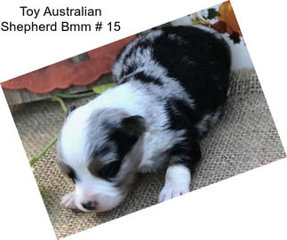 Toy Australian Shepherd Bmm # 15