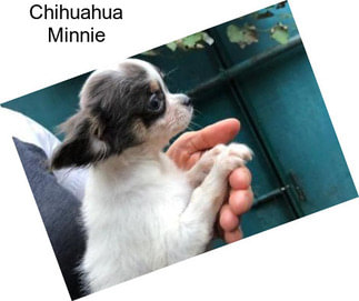 Chihuahua Minnie