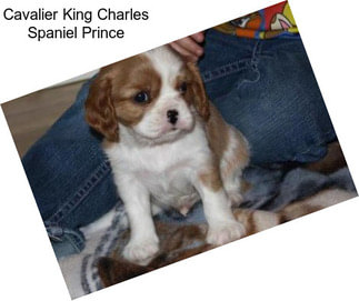 Cavalier King Charles Spaniel Prince