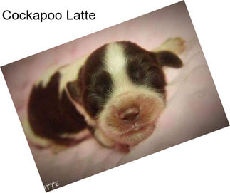 Cockapoo Latte