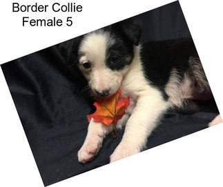 Border Collie Female 5
