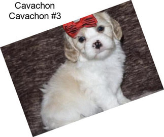 Cavachon Cavachon #3