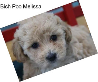 Bich Poo Melissa